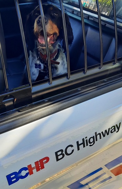 Henry the dog in back of BCHP police car