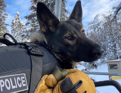 Police dog with snow on face