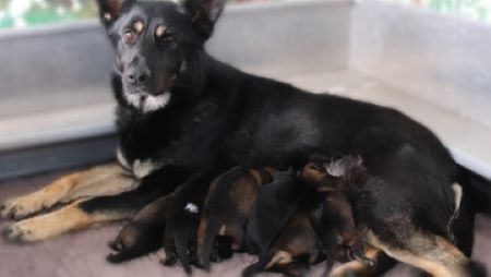 A large German Shepherd dog is surrounded by eight puppies on a table.