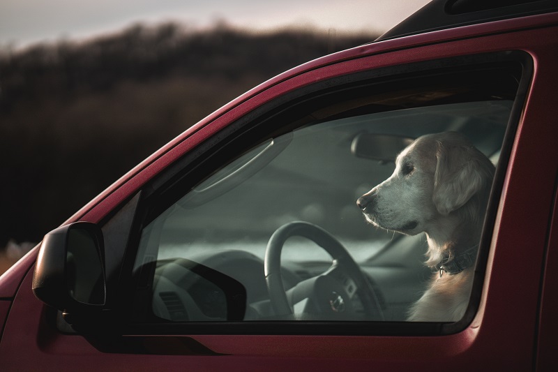 Image d’archives montrant un chien assis sur le siège avant d’un véhicule rouge